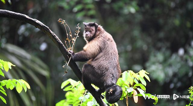 揭秘爆火的国字脸，特效猴脸