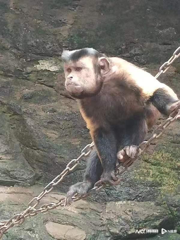 揭秘爆火的国字脸，特效猴脸