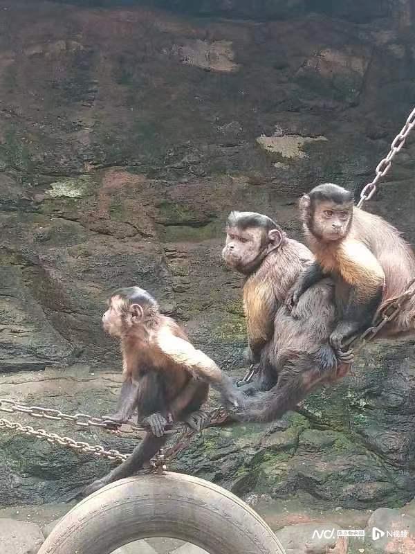 揭秘爆火的国字脸，特效猴脸