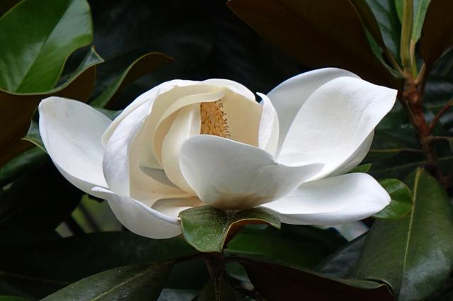 美丽的荷花特别靓，荷花木兰幽然绽放