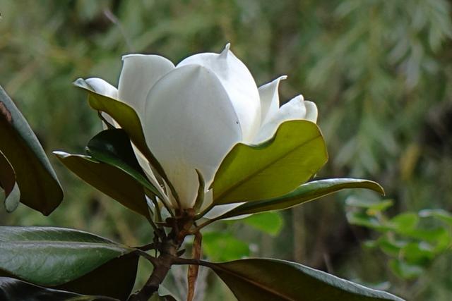 美丽的荷花特别靓，荷花木兰幽然绽放