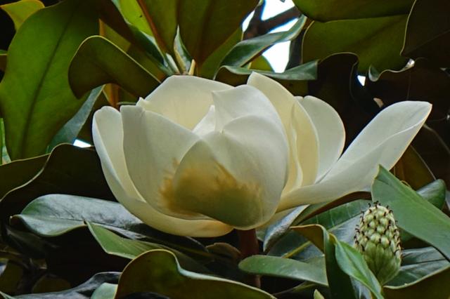 美丽的荷花特别靓，荷花木兰幽然绽放