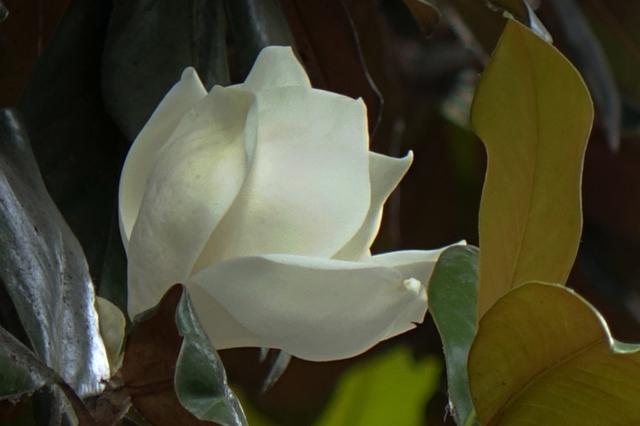 美丽的荷花特别靓，荷花木兰幽然绽放