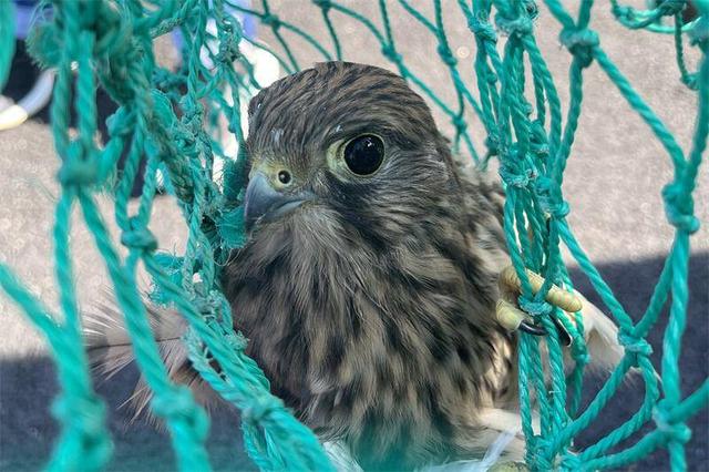 国家二级保护动物红隼被救助，村民捡到两只“野鸡”居然是国家二级“红隼”多部门接力救助