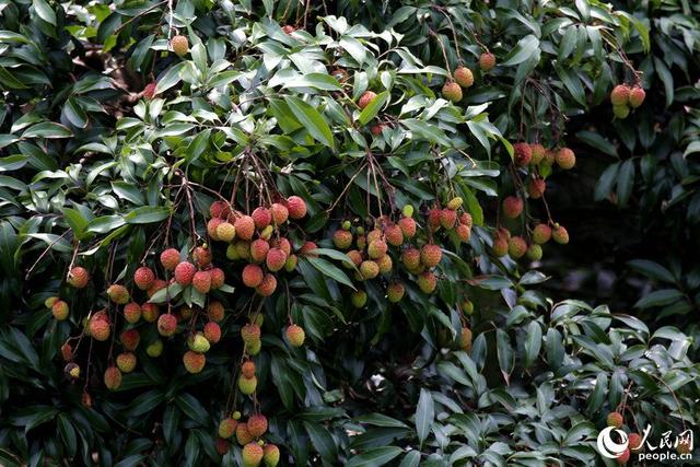 厦门山海健康步道全球唯一，厦门这座桥胜出