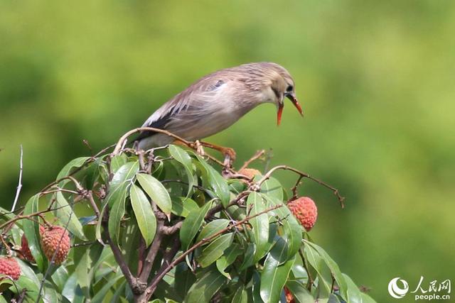 厦门山海健康步道全球唯一，厦门这座桥胜出