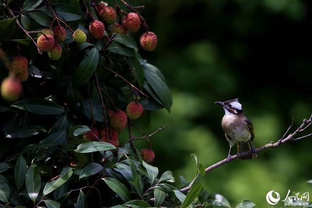厦门山海健康步道全球唯一，厦门这座桥胜出