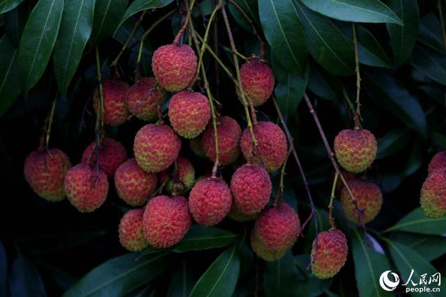 厦门山海健康步道全球唯一，厦门这座桥胜出