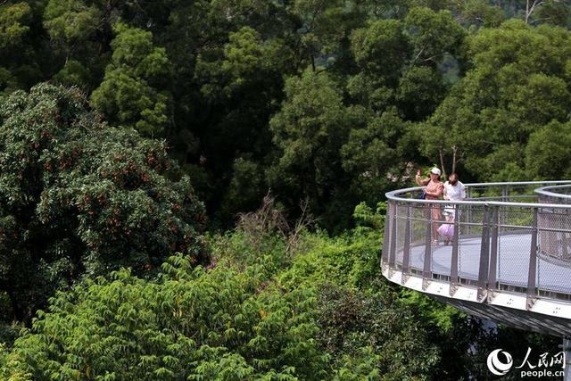 厦门山海健康步道全球唯一，厦门这座桥胜出