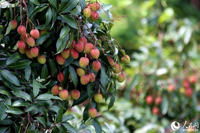 厦门山海健康步道全球唯一，厦门这座桥胜出