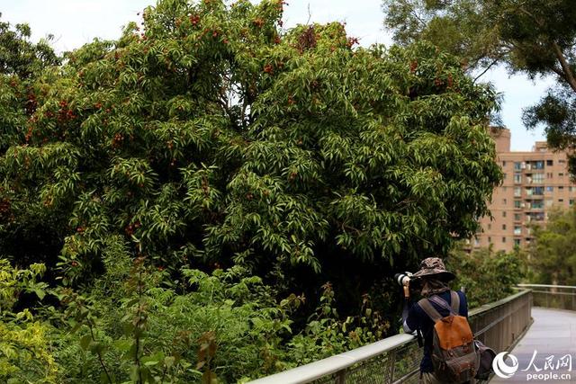厦门山海健康步道全球唯一，厦门这座桥胜出