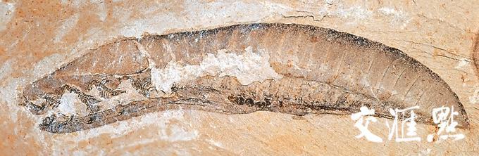 地球上最大的生物远古蜈蚣虫，史前5亿年的恐怖巨型蜈蚣