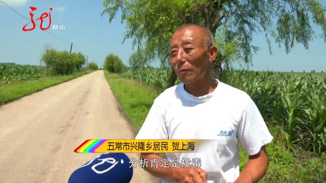 世界上第一只被人刺死的羊，谁是凶手11只羊突然死亡