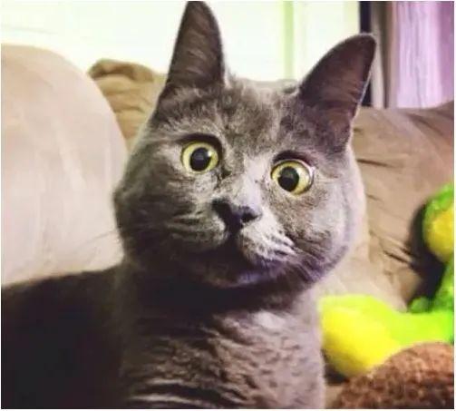 上海高温历史纪录，40.9上海追平1873年以来最高温纪录