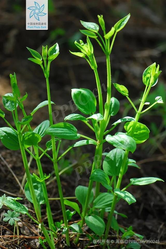 植物染色哪种色更亮更好看，盘点常用的染色植物