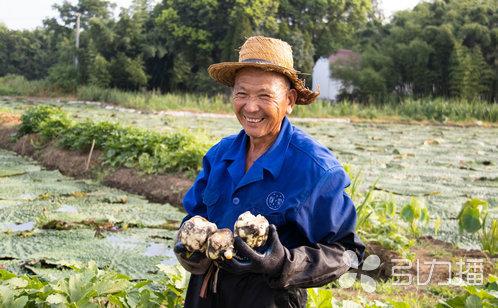 什么季节吃芡实比较好，酷暑时节正飘香