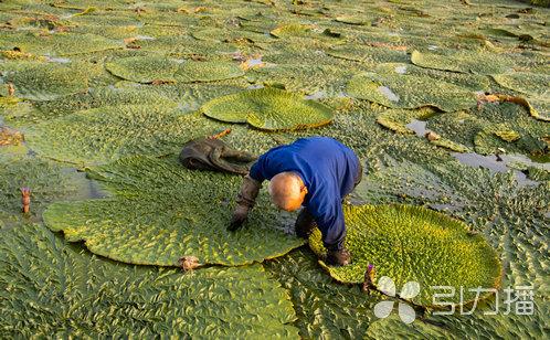 什么季节吃芡实比较好，酷暑时节正飘香