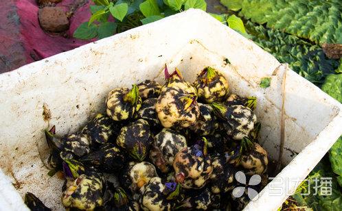 什么季节吃芡实比较好，酷暑时节正飘香