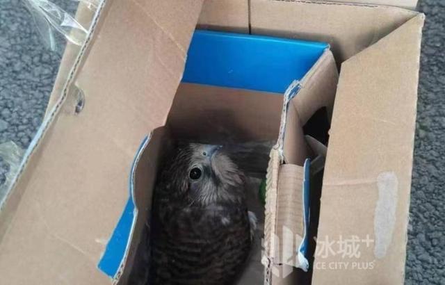 国家二级保护动物鸟类燕隼，飞来客硬闯居民家