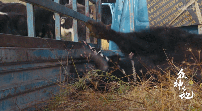 9.8分哭着看完的纪录片，看完这部纪录片我庆幸生在中国