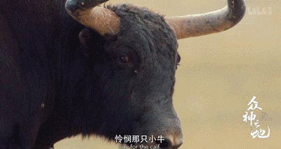 9.8分哭着看完的纪录片，看完这部纪录片我庆幸生在中国