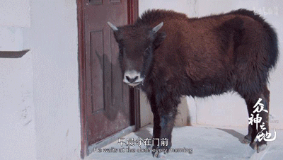 9.8分哭着看完的纪录片，看完这部纪录片我庆幸生在中国