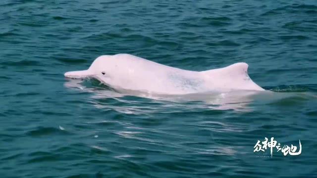 9.8分哭着看完的纪录片，看完这部纪录片我庆幸生在中国