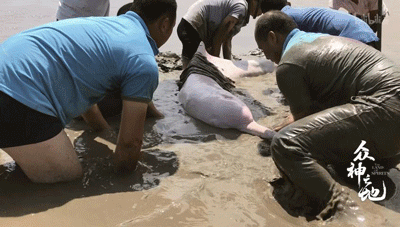 9.8分哭着看完的纪录片，看完这部纪录片我庆幸生在中国