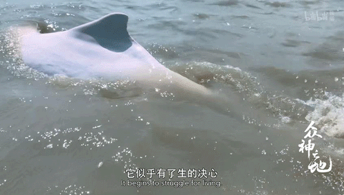 9.8分哭着看完的纪录片，看完这部纪录片我庆幸生在中国