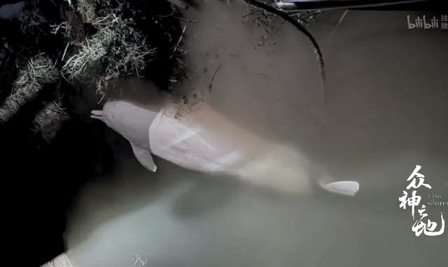 9.8分哭着看完的纪录片，看完这部纪录片我庆幸生在中国