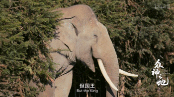 9.8分哭着看完的纪录片，看完这部纪录片我庆幸生在中国