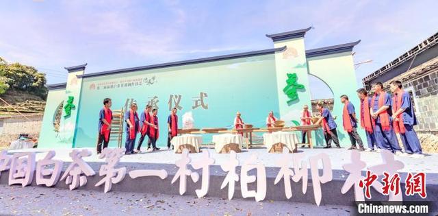 白茶制作技术与工艺，看见茶本来的样子