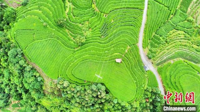 白茶制作技术与工艺，看见茶本来的样子
