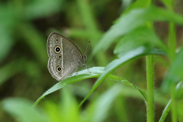最美蝴蝶之称的稀有蝴蝶品种，他10年拍到40种扬州蝴蝶这些蝴蝶