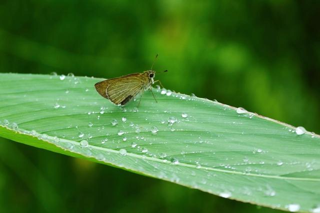 最美蝴蝶之称的稀有蝴蝶品种，他10年拍到40种扬州蝴蝶这些蝴蝶