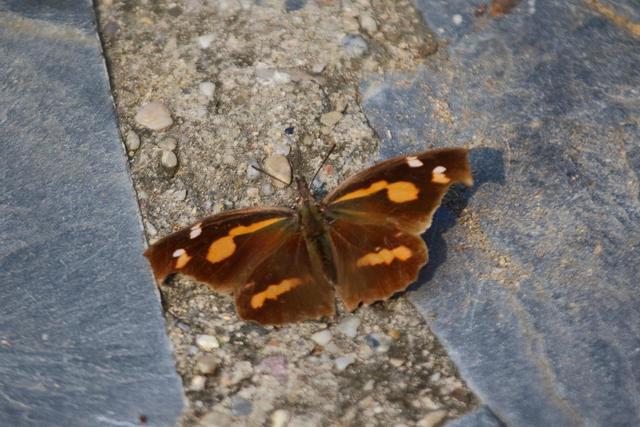 最美蝴蝶之称的稀有蝴蝶品种，他10年拍到40种扬州蝴蝶这些蝴蝶