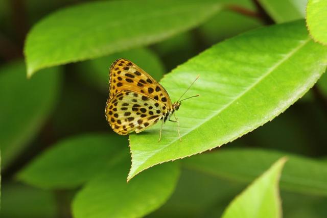 最美蝴蝶之称的稀有蝴蝶品种，他10年拍到40种扬州蝴蝶这些蝴蝶