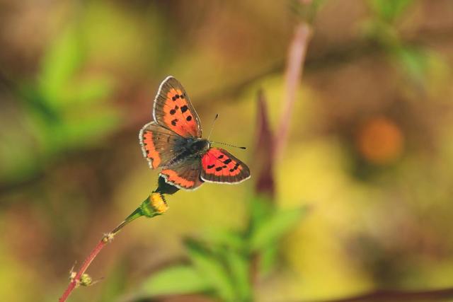 最美蝴蝶之称的稀有蝴蝶品种，他10年拍到40种扬州蝴蝶这些蝴蝶