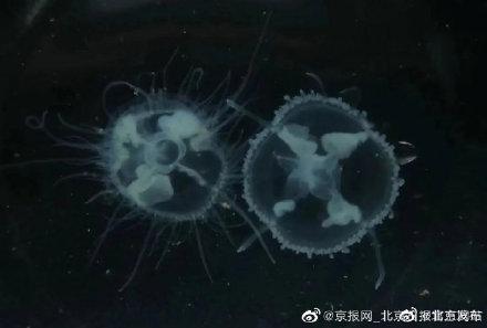 水中熊猫唯一淡水水母，为什么会凭空出现成百上千的水母