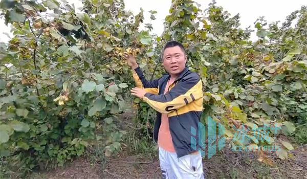 东北大榛子丰收了，哈尔滨通河县大榛子迎来丰收季节