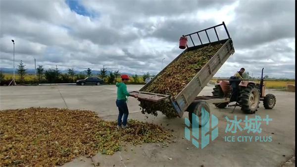 东北大榛子丰收了，哈尔滨通河县大榛子迎来丰收季节