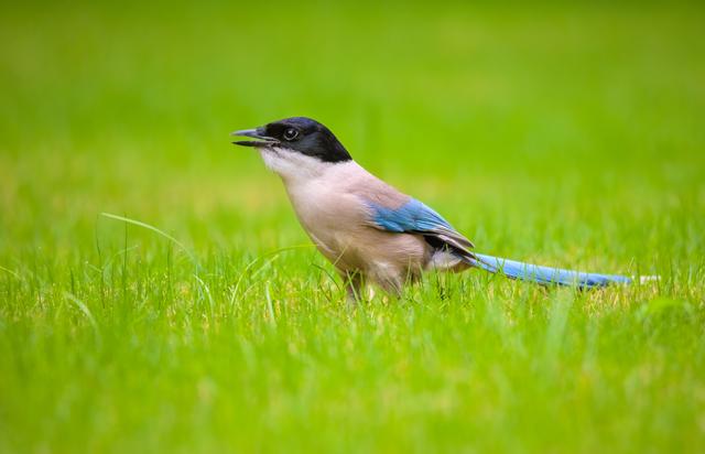 喜鹊图片大全大图，喜鹊的种类及分布图（喜鹊吉祥图片，精美手机壁纸）