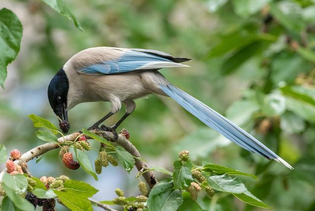 喜鹊图片大全大图，喜鹊的种类及分布图（喜鹊吉祥图片，精美手机壁纸）