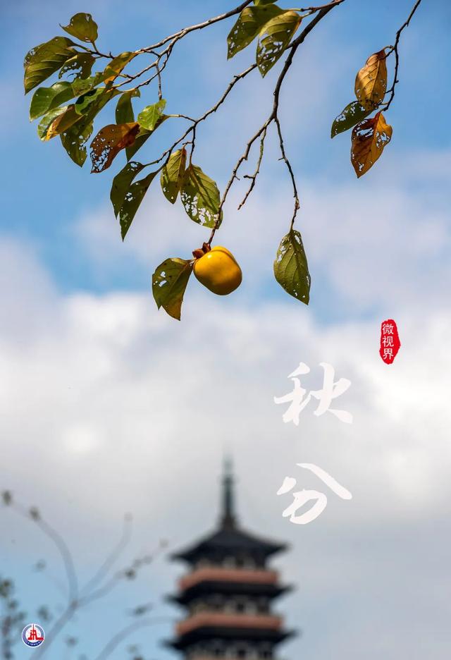 荞麦花开白雪香，关于秋分节气的图画