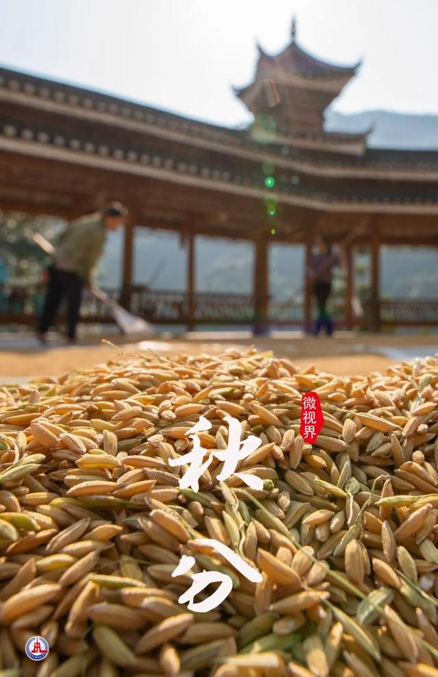 荞麦花开白雪香，关于秋分节气的图画