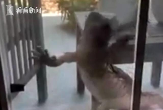 印度尼西亚巨型蜥蜴，巨型蜥蜴欲爬进居民家觅食吓坏主人