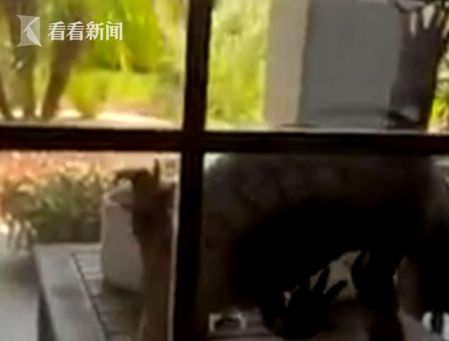 印度尼西亚巨型蜥蜴，巨型蜥蜴欲爬进居民家觅食吓坏主人