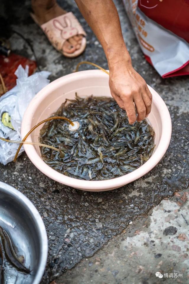 早市便宜的蔬菜，这些新鲜蔬菜你认识几个