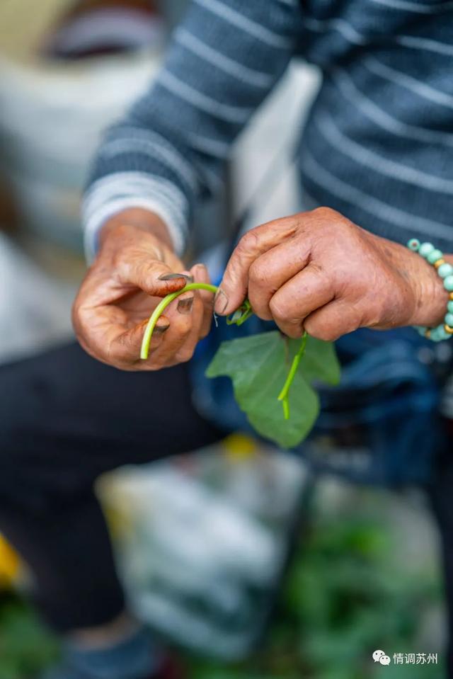 早市便宜的蔬菜，这些新鲜蔬菜你认识几个