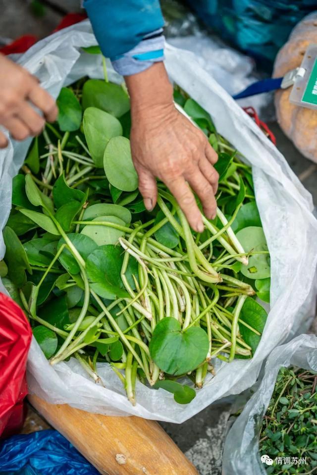 早市便宜的蔬菜，这些新鲜蔬菜你认识几个
